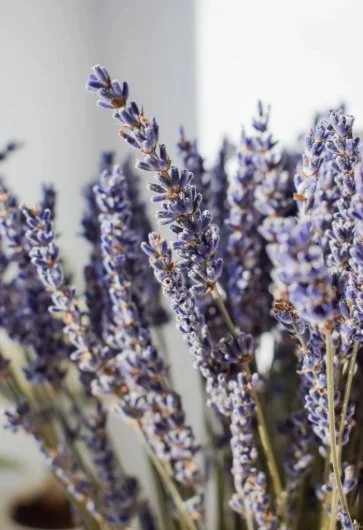 Edible Lavender.jpeg
