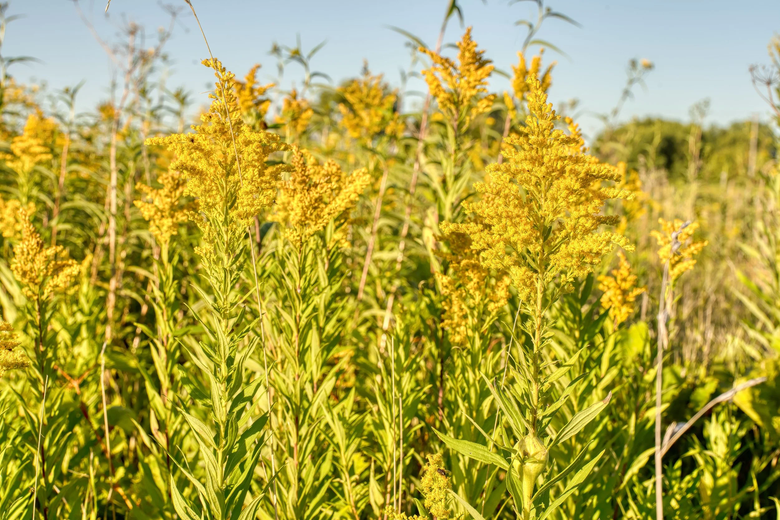 Golden Rod Leaves