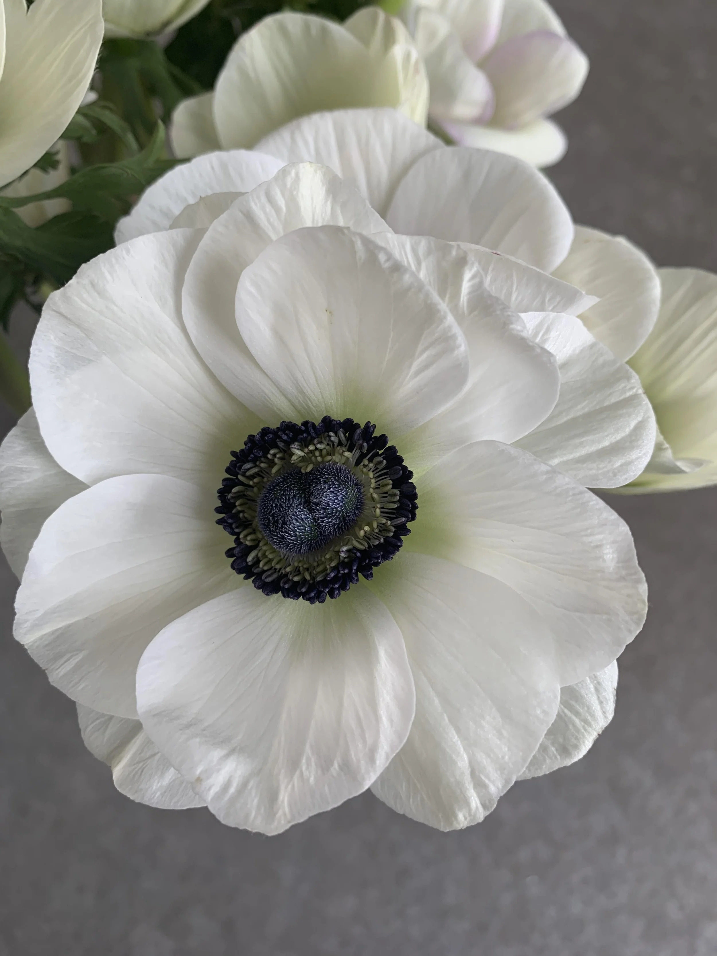 Anemonepanda2.jpg