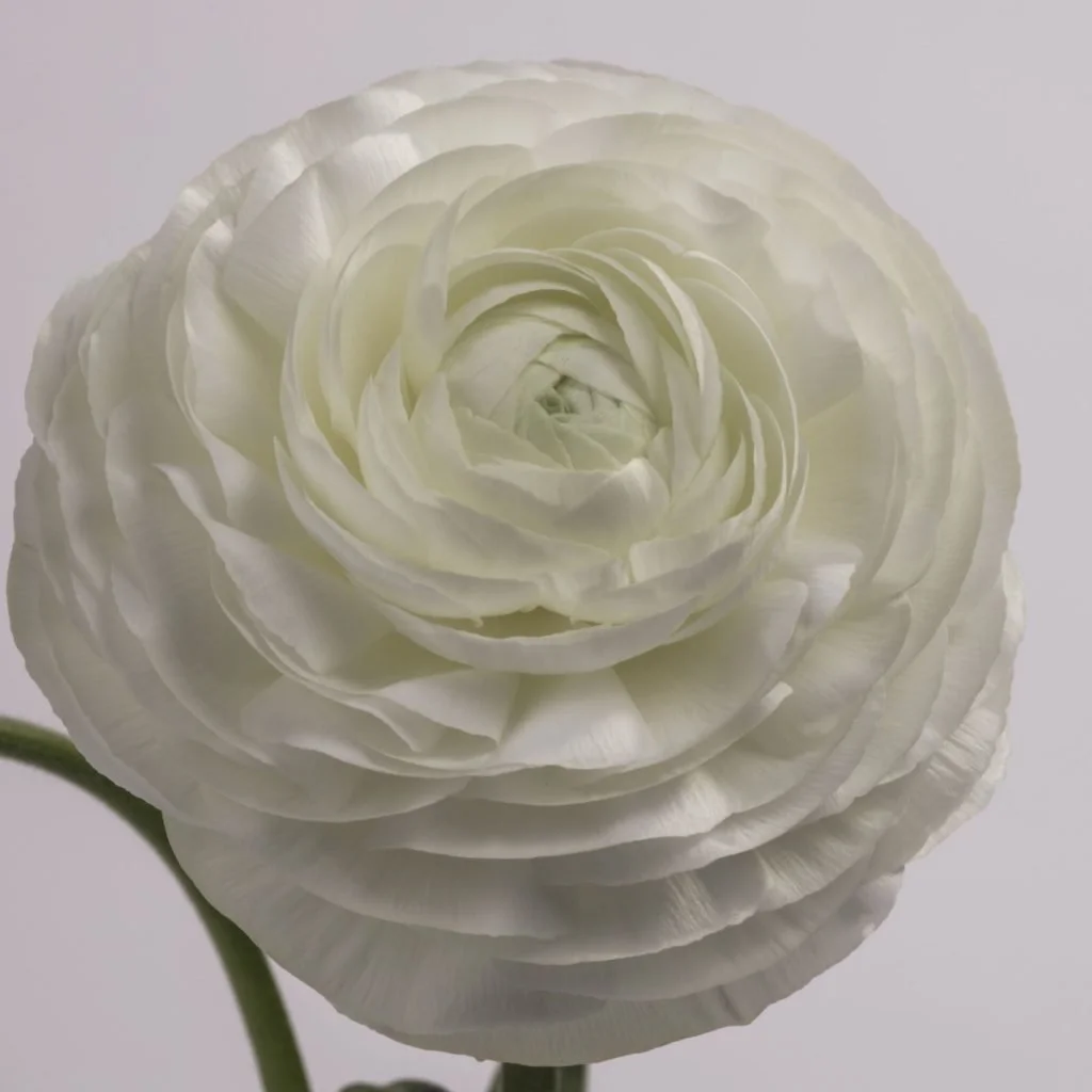 ranunculas_white.jpg