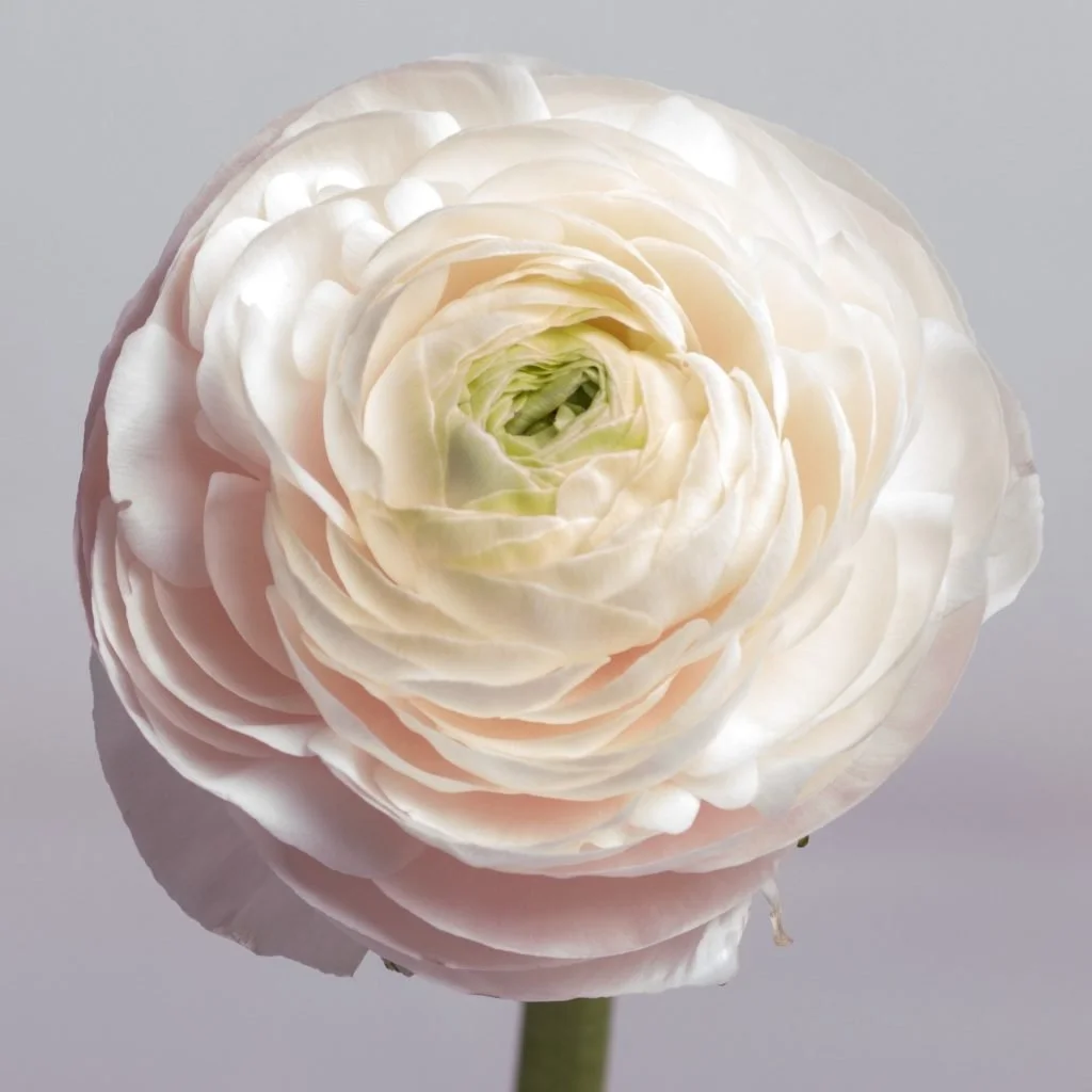 ranunculas_blush.jpg