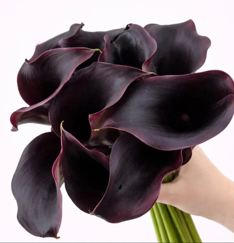 Burgundy Calla.jpeg