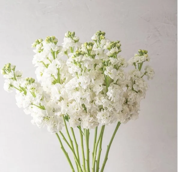 White Matthiola / Stock Flower Bulk