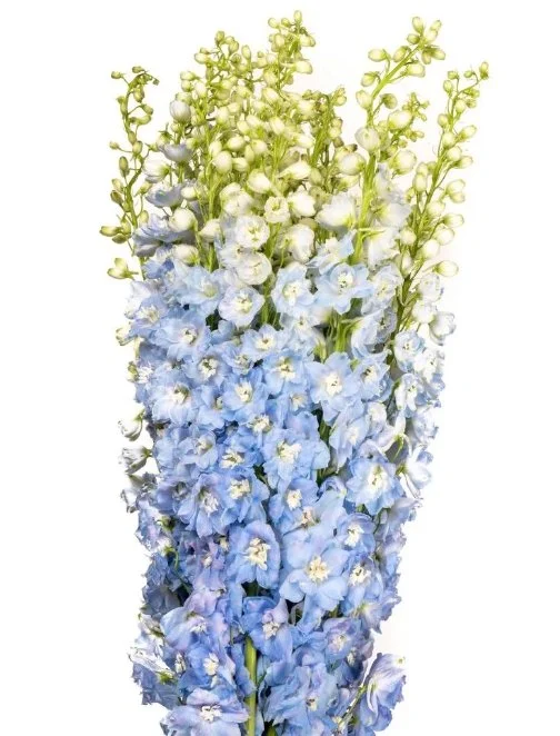Light Blue Delphinium.jpeg