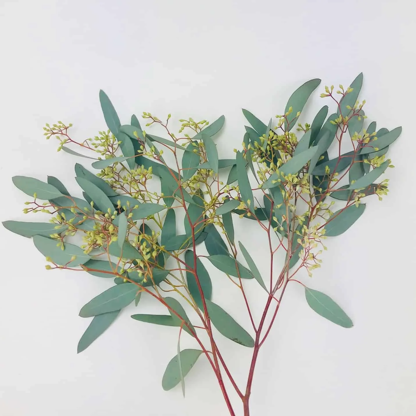 Seededeucalyptus.jpg
