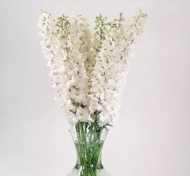 White Hybrid Delphinium.jpeg