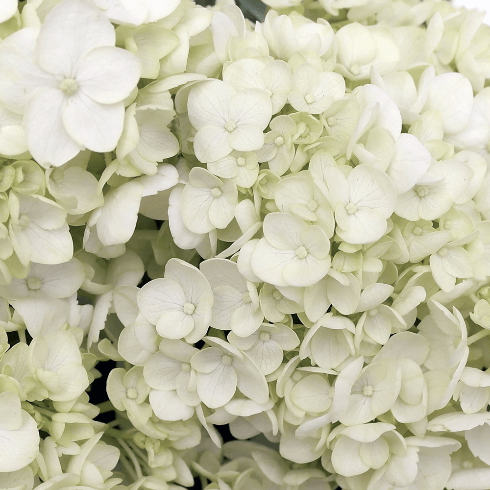 White_Hydrangeas.png