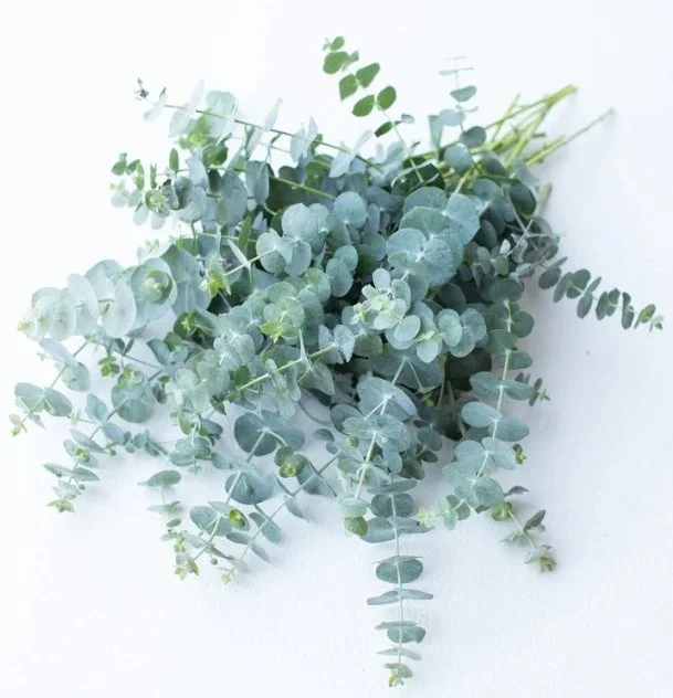 Baby Blue Euc.jpeg
