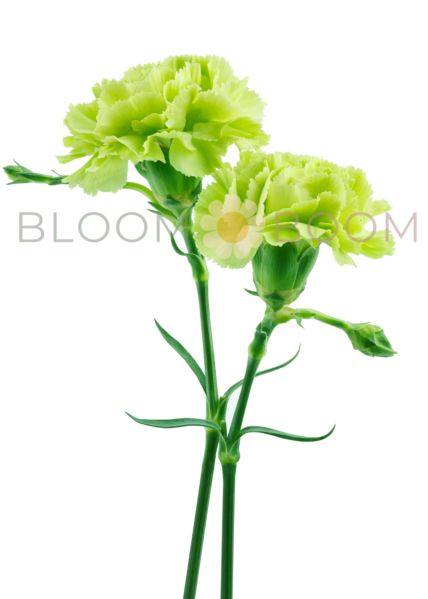 Carnation Premium - Green