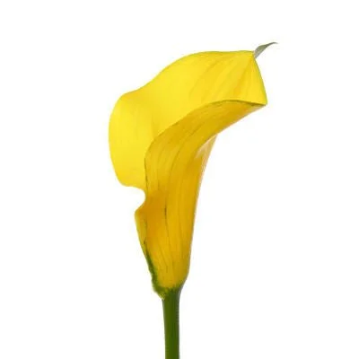 Yellow_Mini_Calla_Lilies.jpg