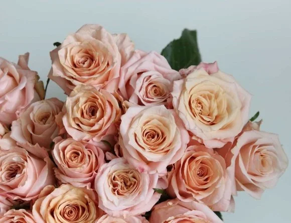 Shimmer Rose Alberta Sask
