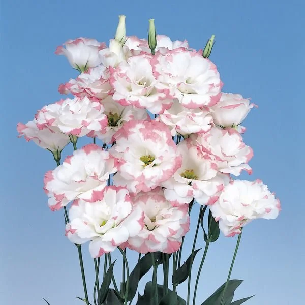 Lisianthus_Bi_Colour_Pink.jpg