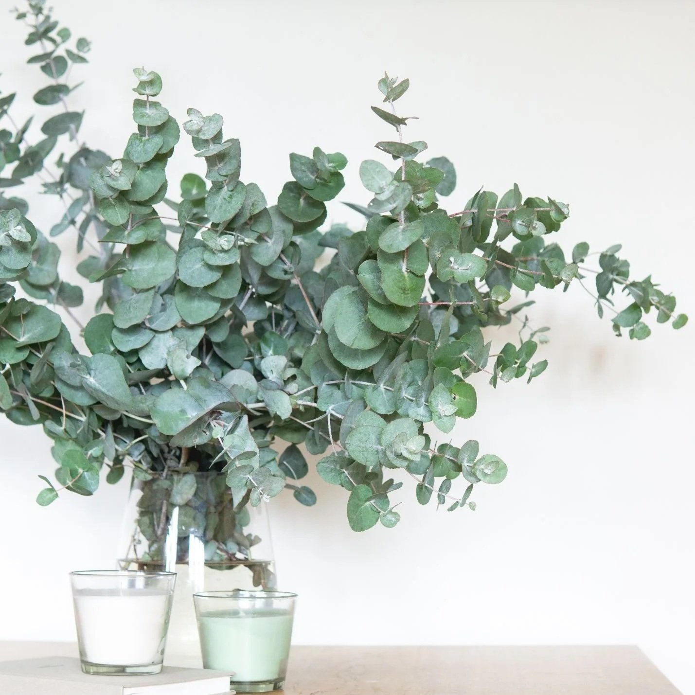 Bulk Wholesale Eucalyptus Saskatchewan