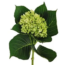 hydrangea_mini_green.jpg