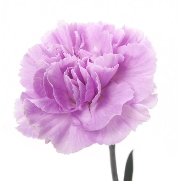 Light_Lavender_Carnation (1).jpg