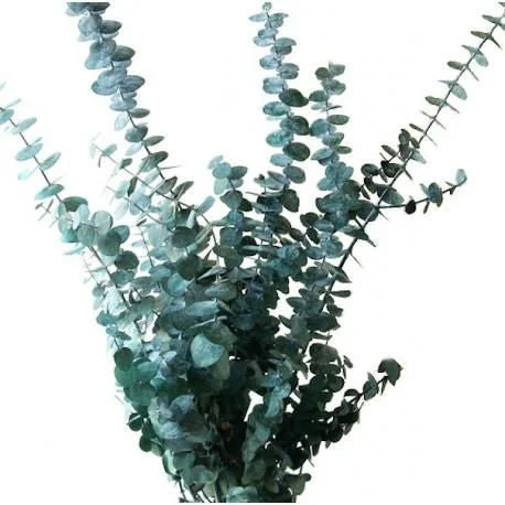 Baby_Blue_Eucalyptus.jpg