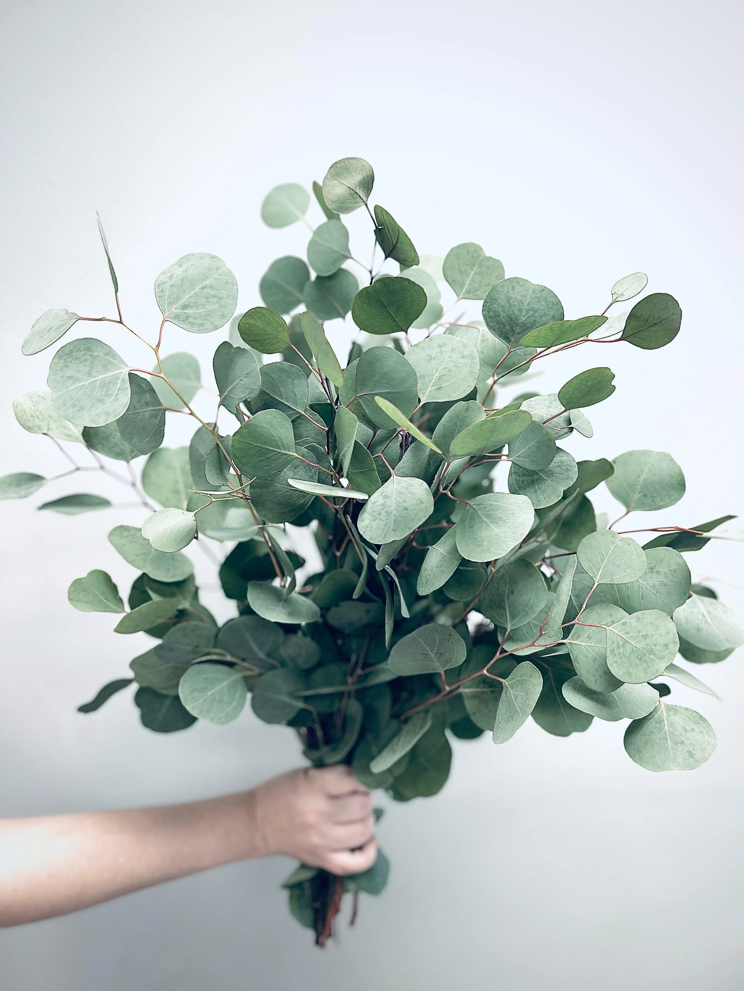 Eucalyptus Silver
