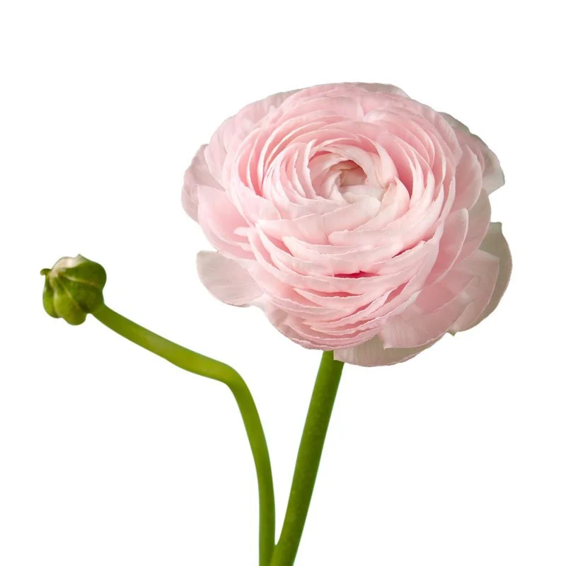 Ranunculuslightpink.jpg