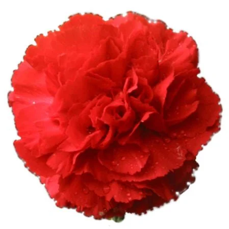 Red_Carnations (1).jpg