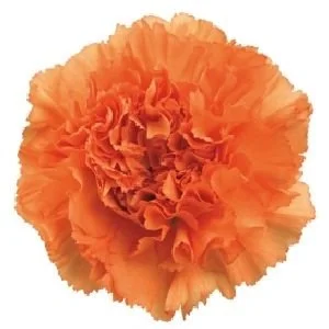 Orange_Carnations.jpg