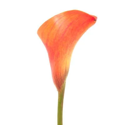 Orange_Mini_Calla_Lilies.jpg