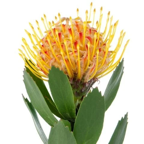 Protea_Pin_Cushion_Red_Yellow_With_Accents.jpg