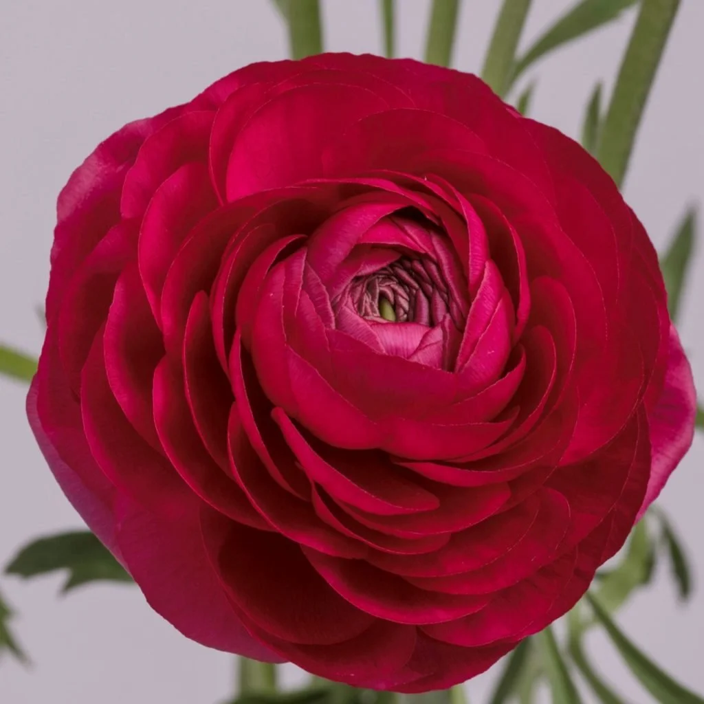 ranunculas_hot_pink.jpg