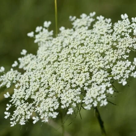 Queen_Anne_S_Lace_White (1).jpg