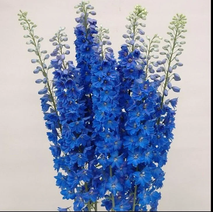 Dark Blue Delphinium.jpeg