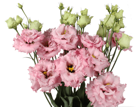 lisianthus_dutch_alissa_pink.png