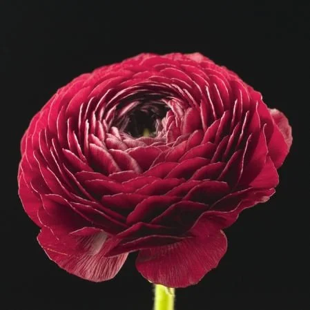 Ranunculus_Burgundy.jpg