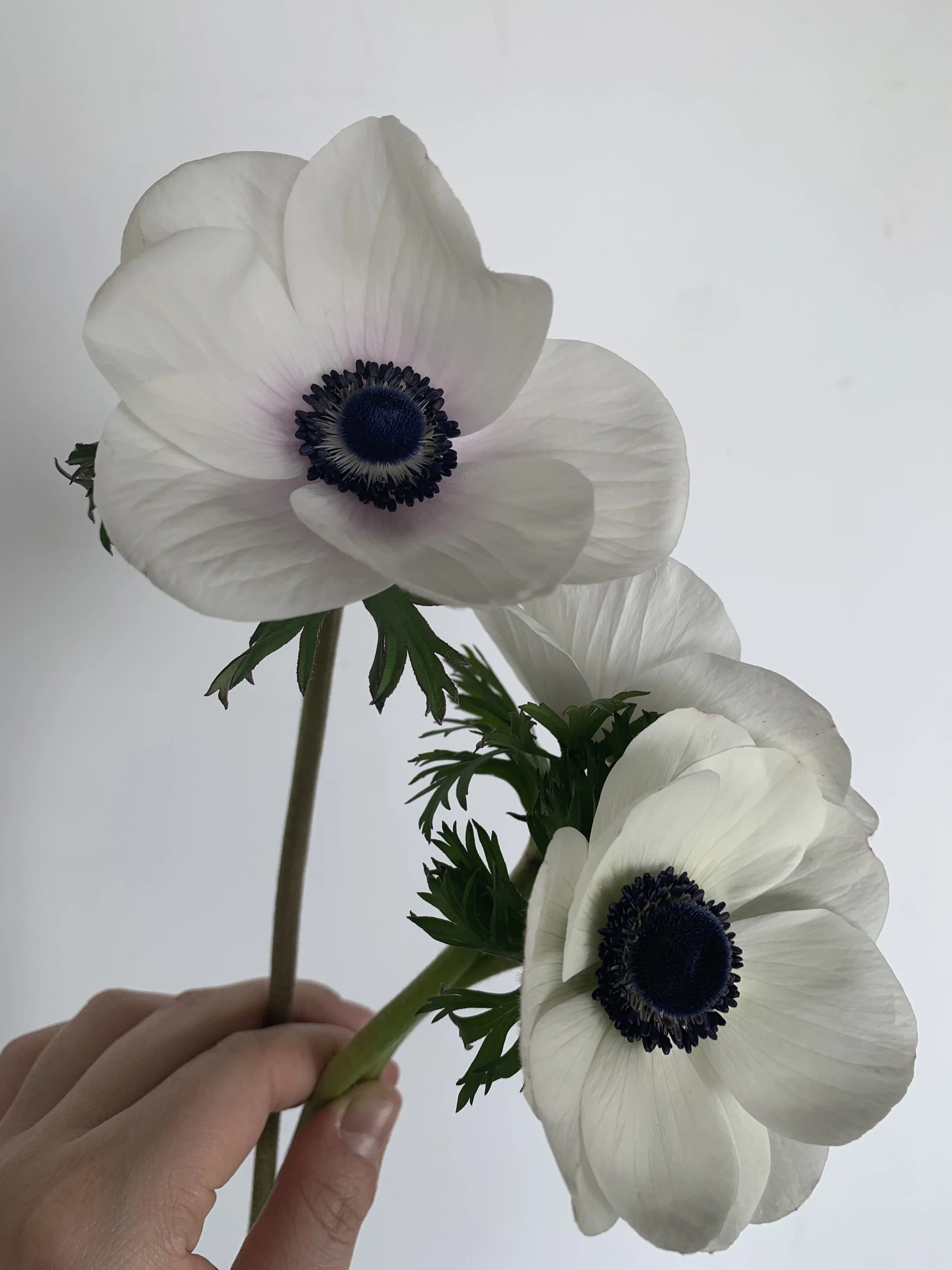 Panda Anemone Bulk Canada