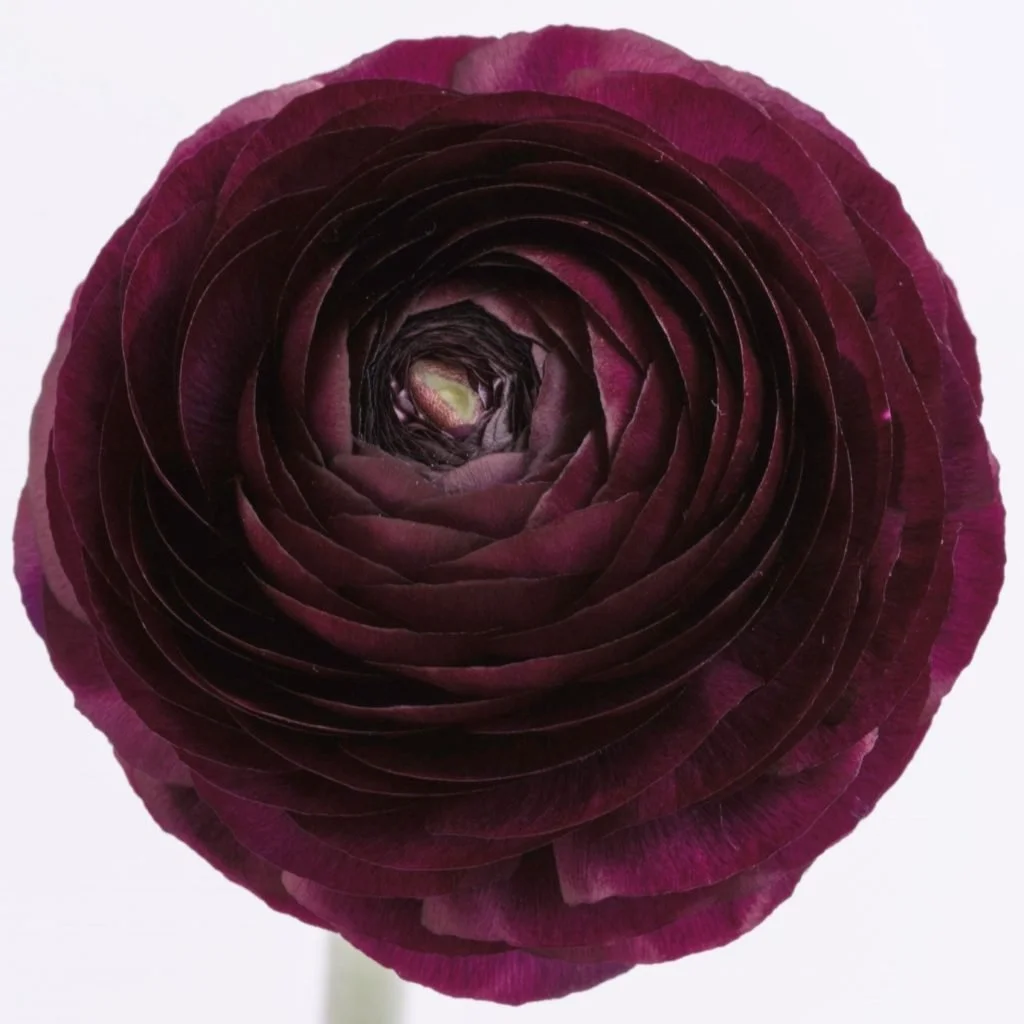 ranunculas_burgundy.jpg