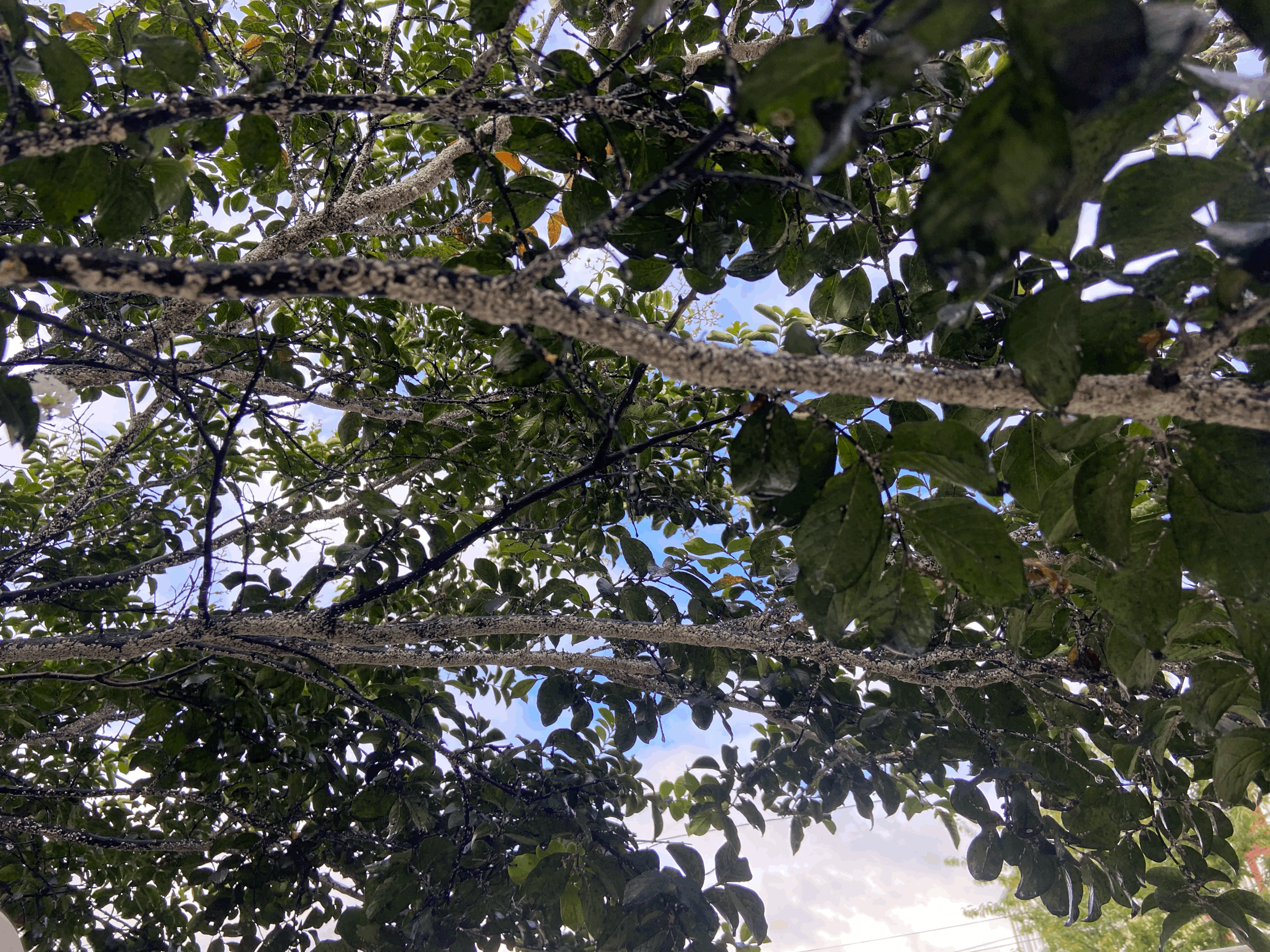 tempImager8vfpu.gif