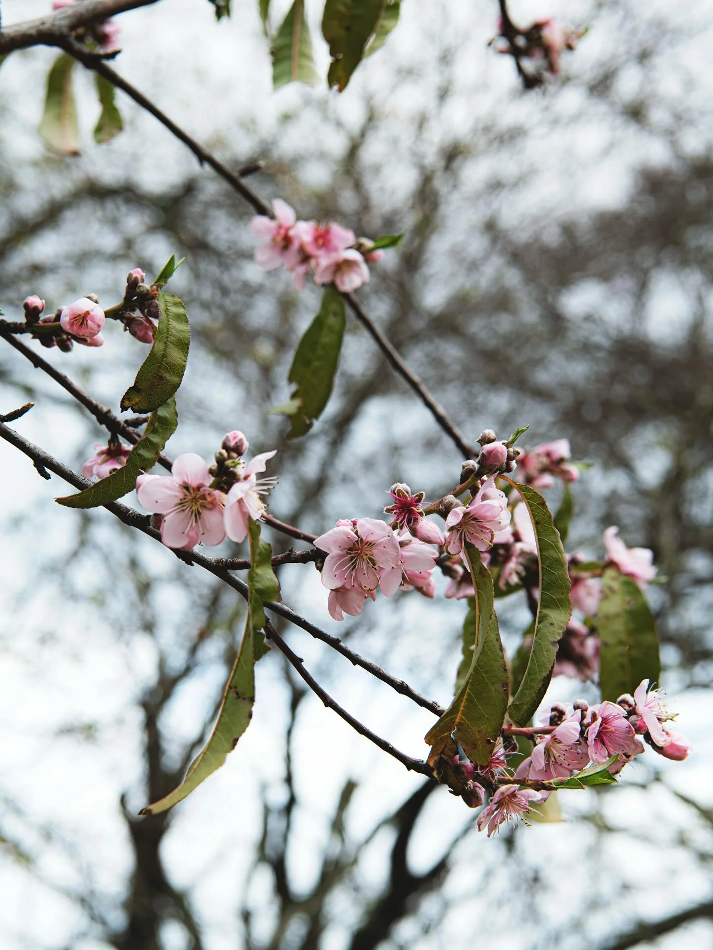Thank you to everyone who has taken the time to visit my website, scroll through the pages, sign up for the newsletter, and become a member. I’m so deeply grateful for your support and encouragement!
Spring is well and truly in full swing here