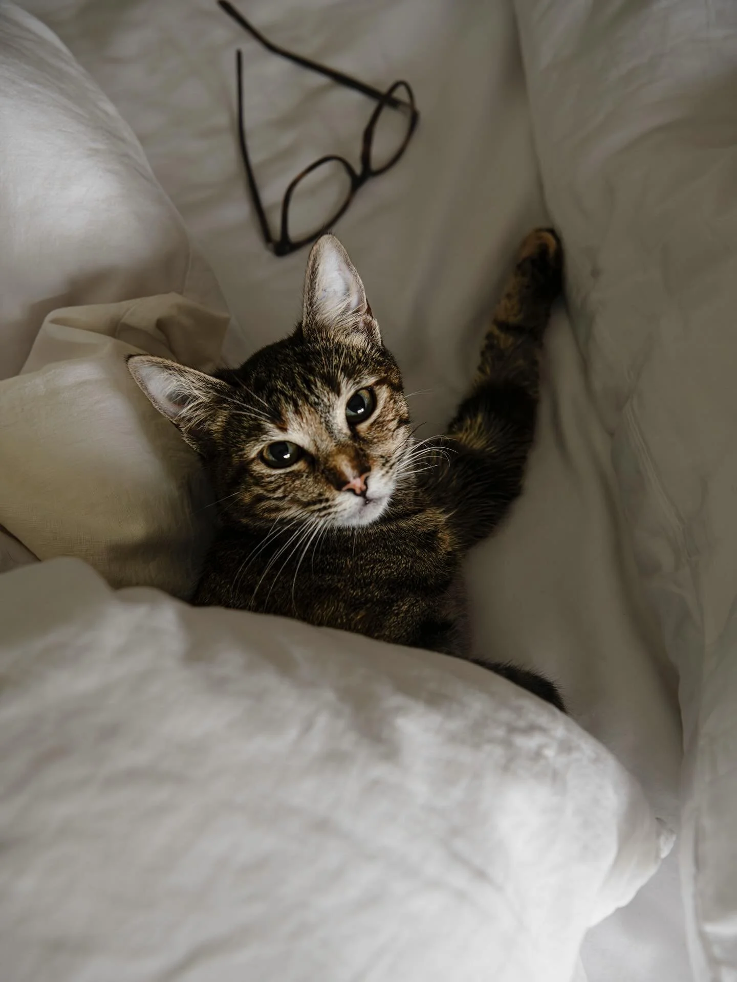 Pippa and the Sunday vibes ❤️ The first members newsletter is out! If you are already a member, have a peek in your inbox. It is full of recipes, photos and stories; a bit of everything we have been cooking and growing. It ended up turning into somet