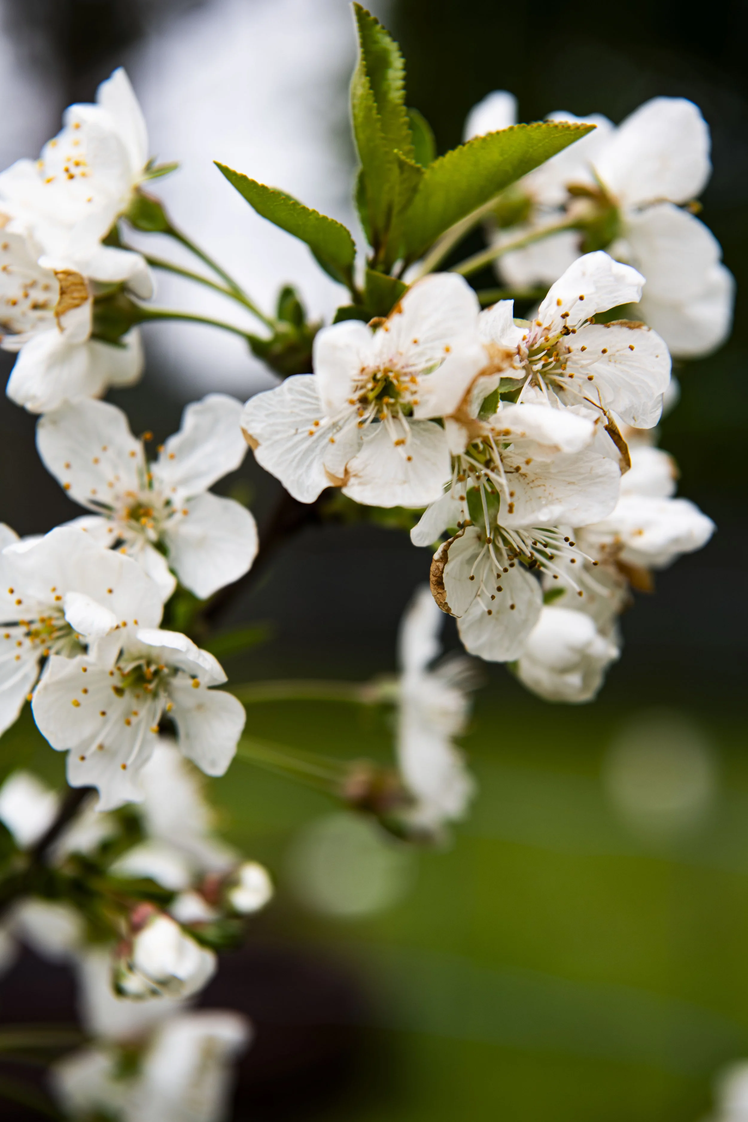 Morello Blossom - DSC_7709.jpg