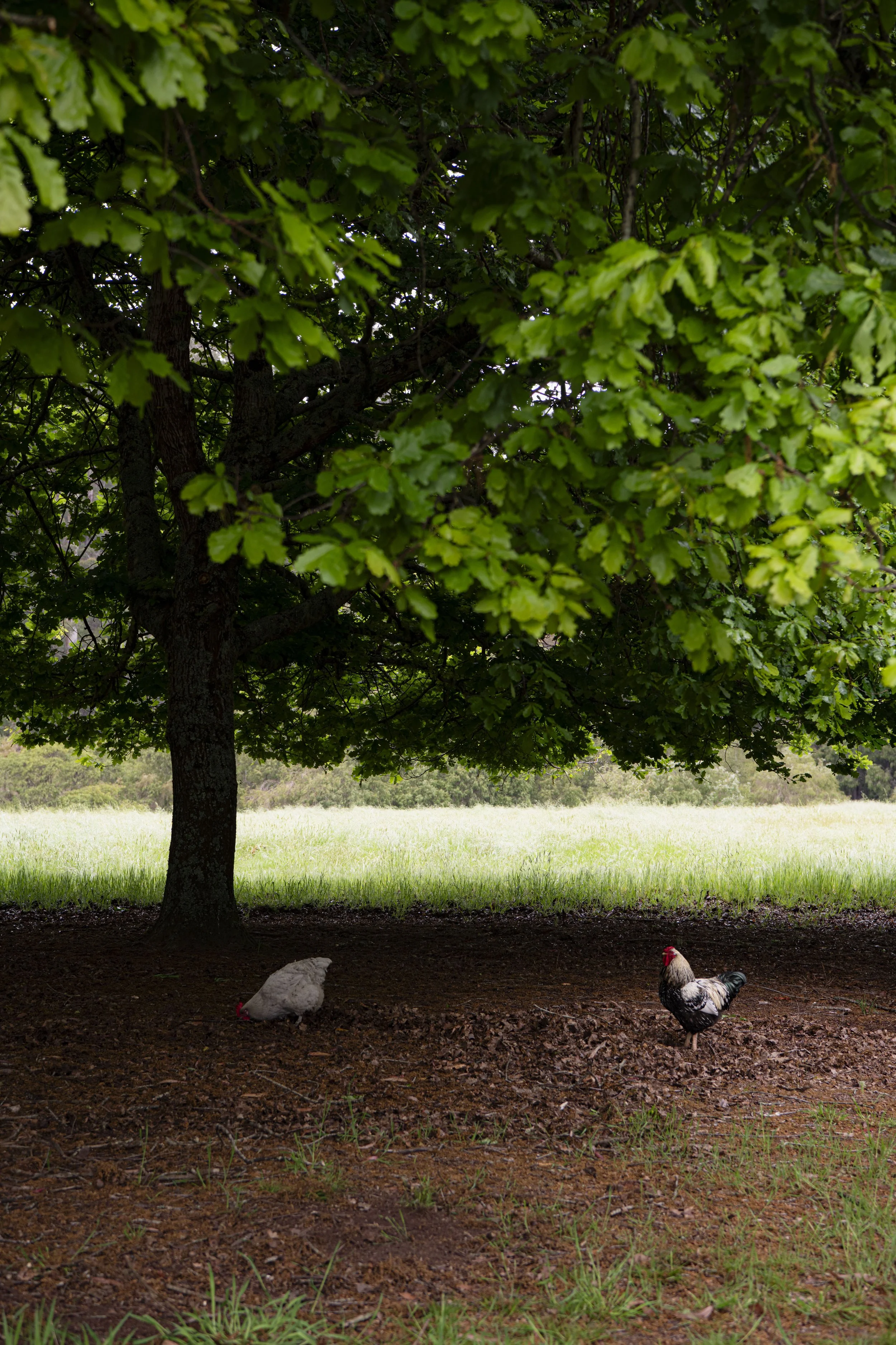 Chickens - DSC_7750.jpg