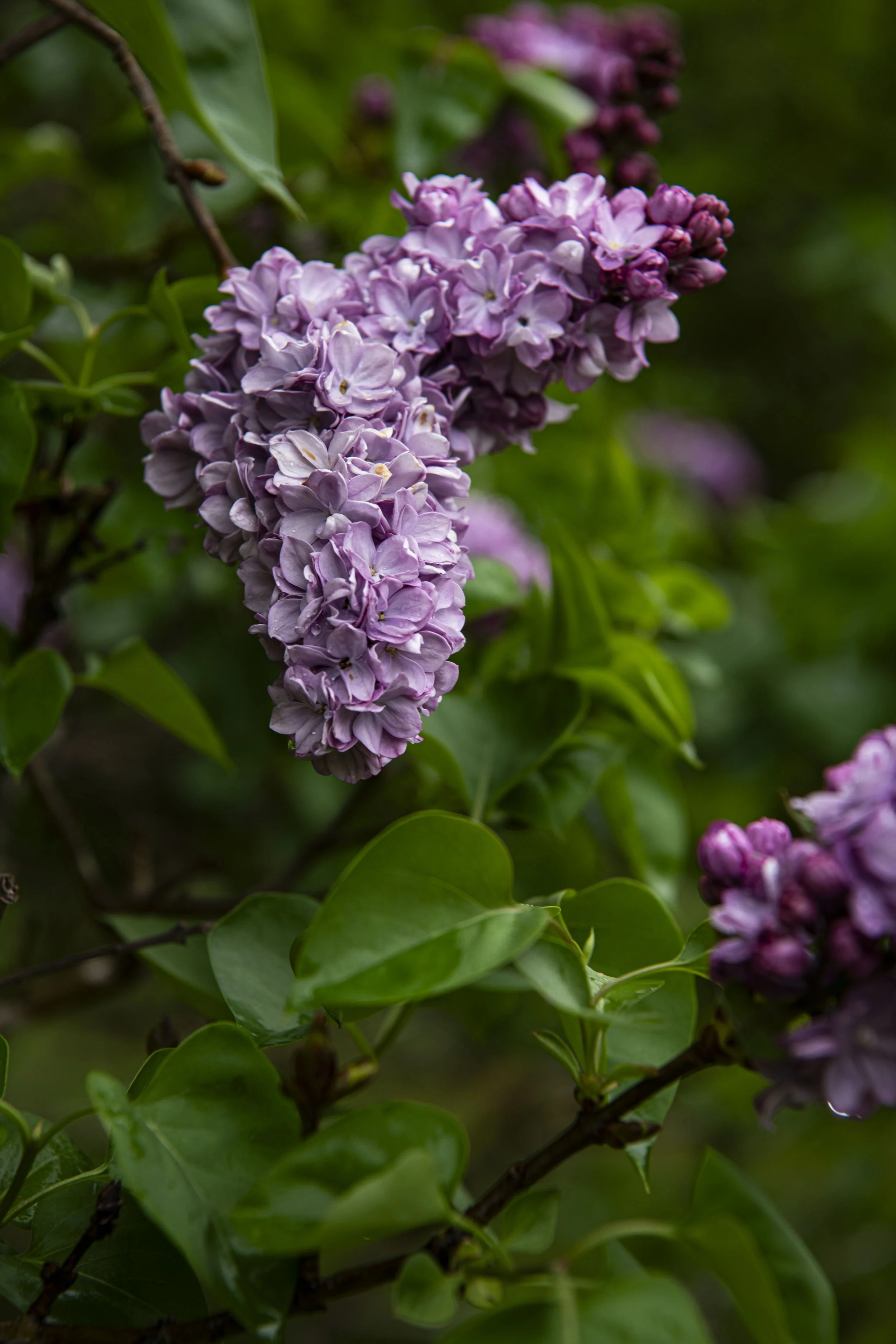 Lilac- DSC_7696.jpg