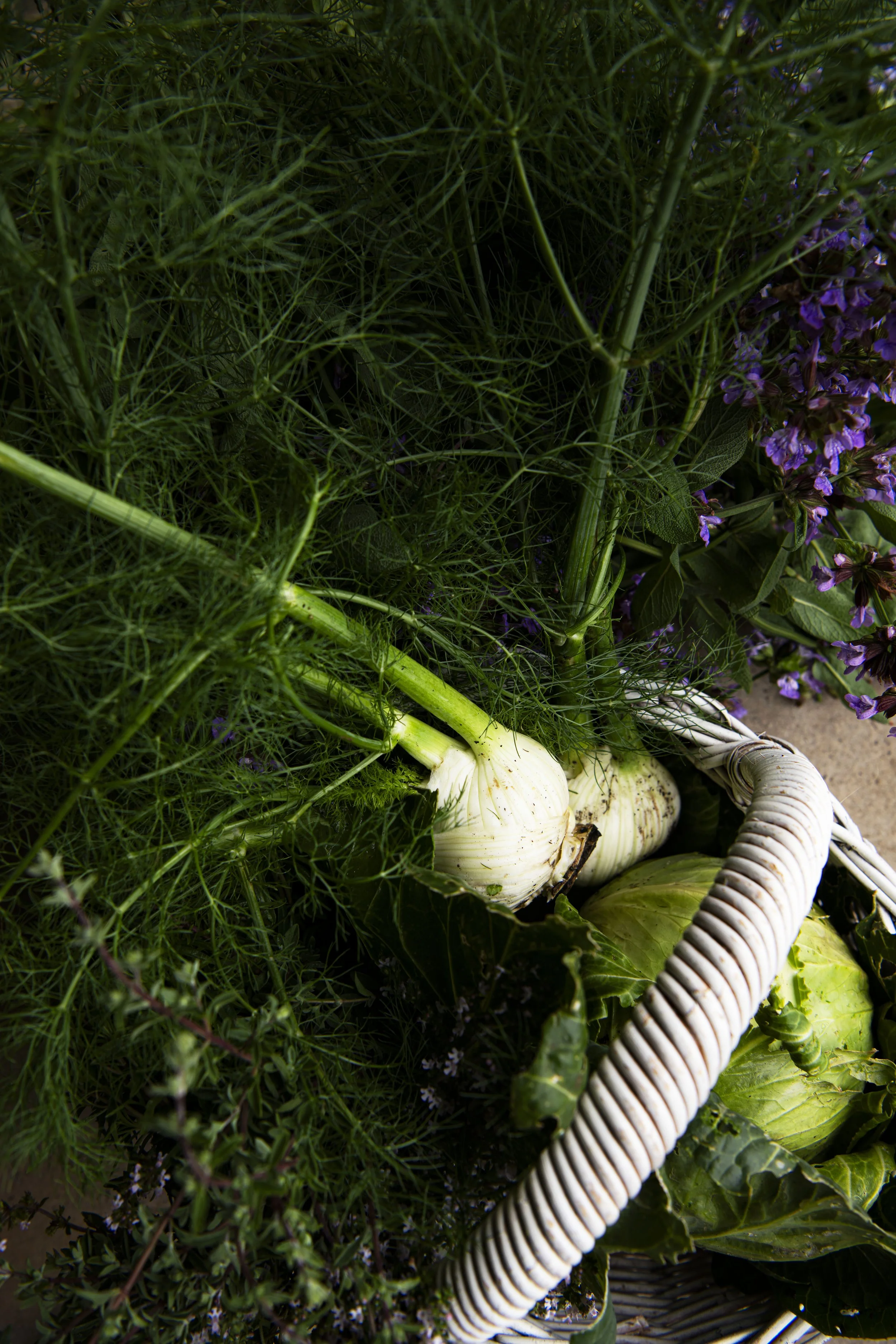 Cabbage and Fennel - DSC_7794.jpg