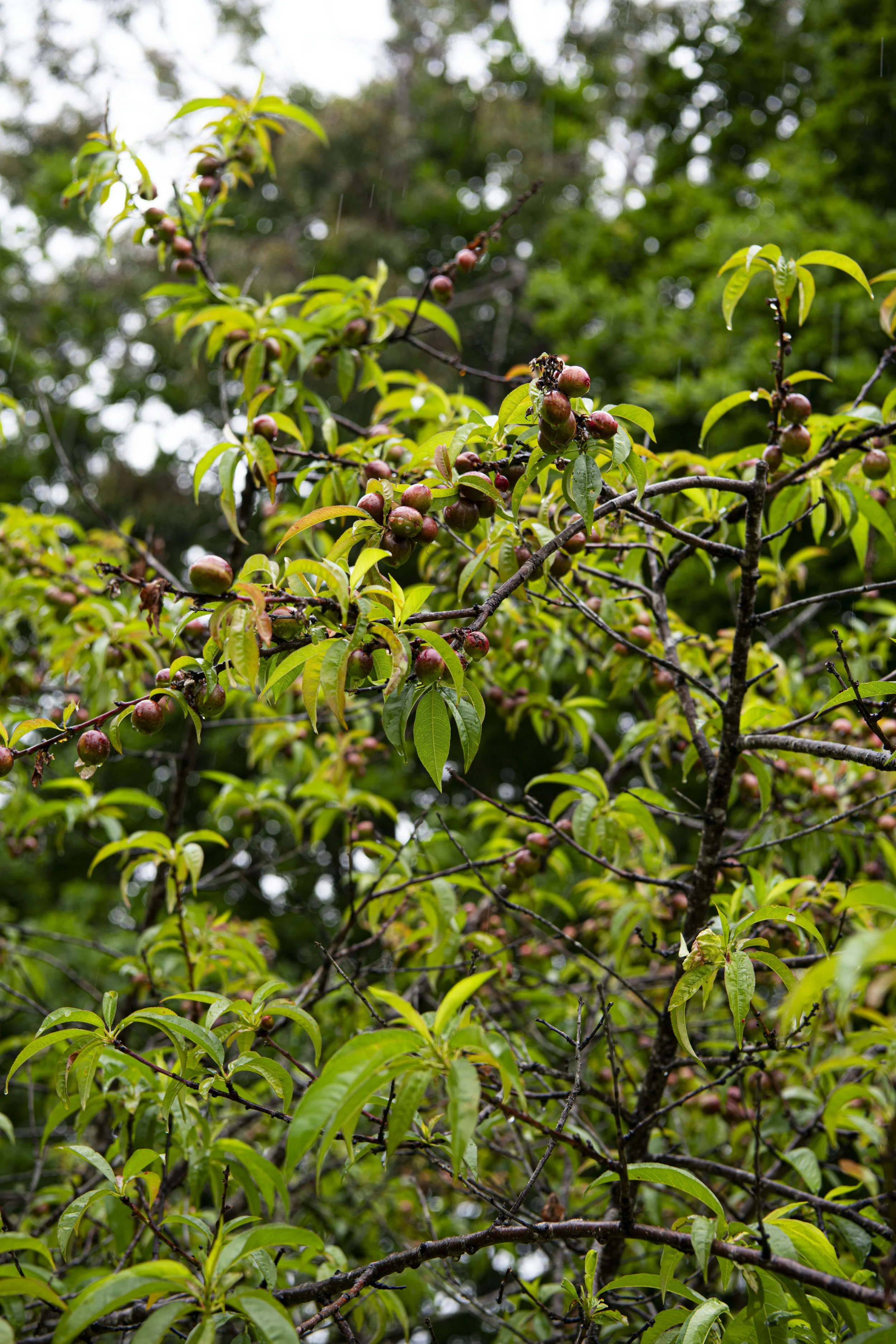 Nectarine Tree - DSC_7777.jpg