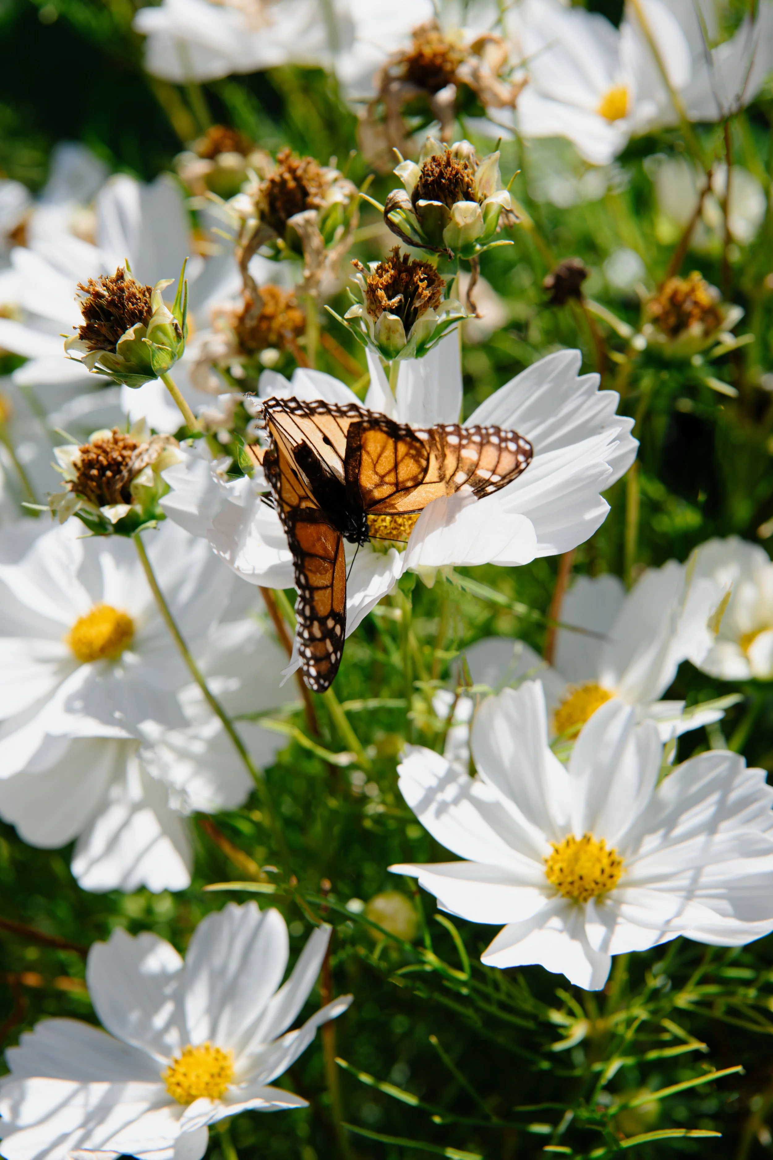 Farm Flowers - DSC_4318-Recovered.jpg