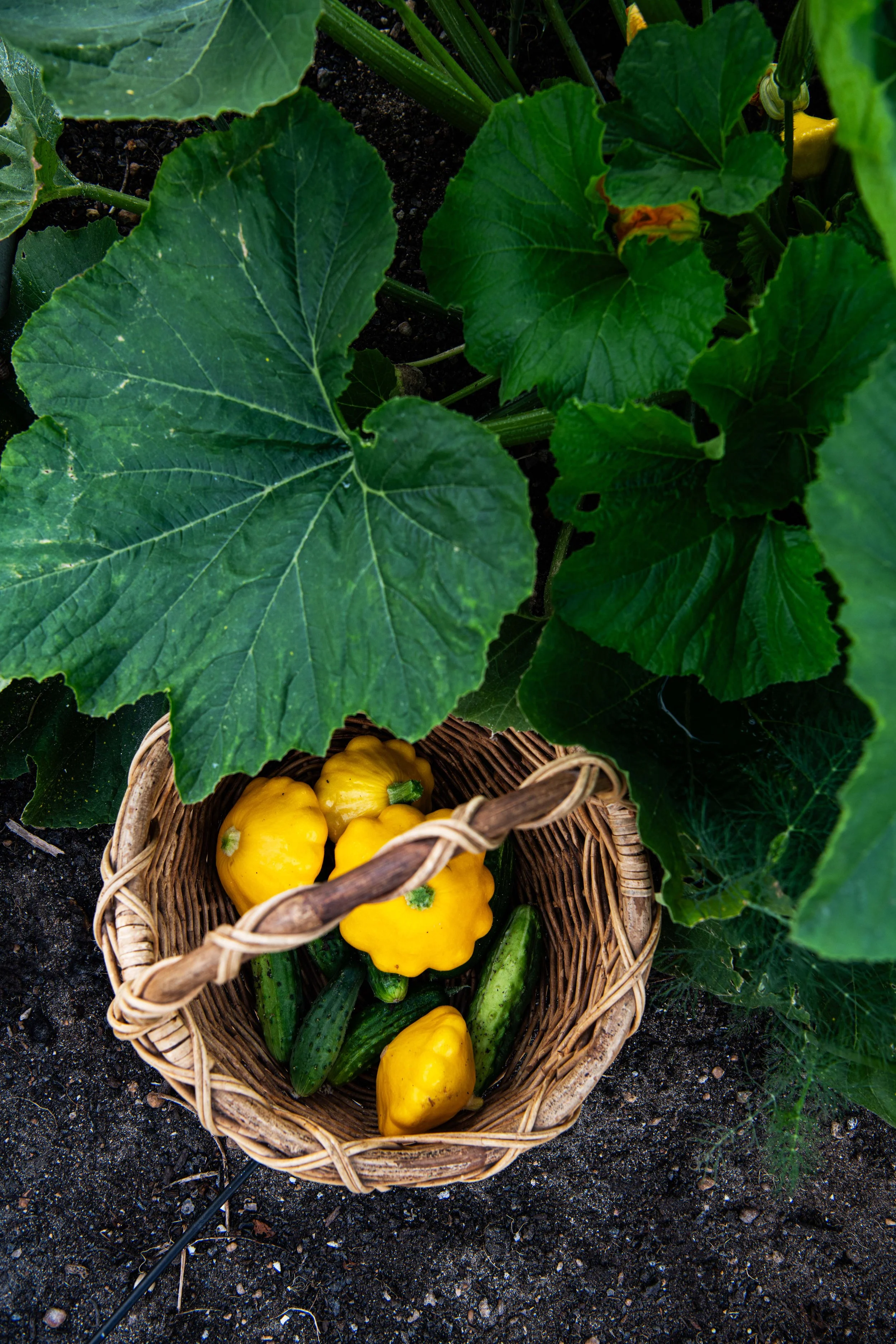 Patty pan Squash - DSC_2904.jpg