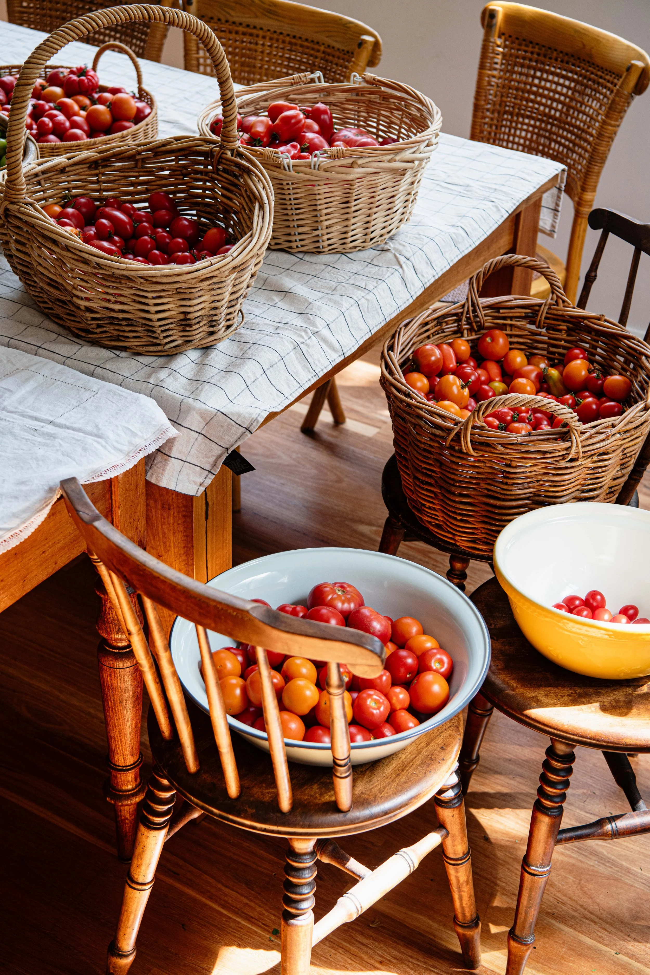 Tomatoes - DSC_9512.jpg