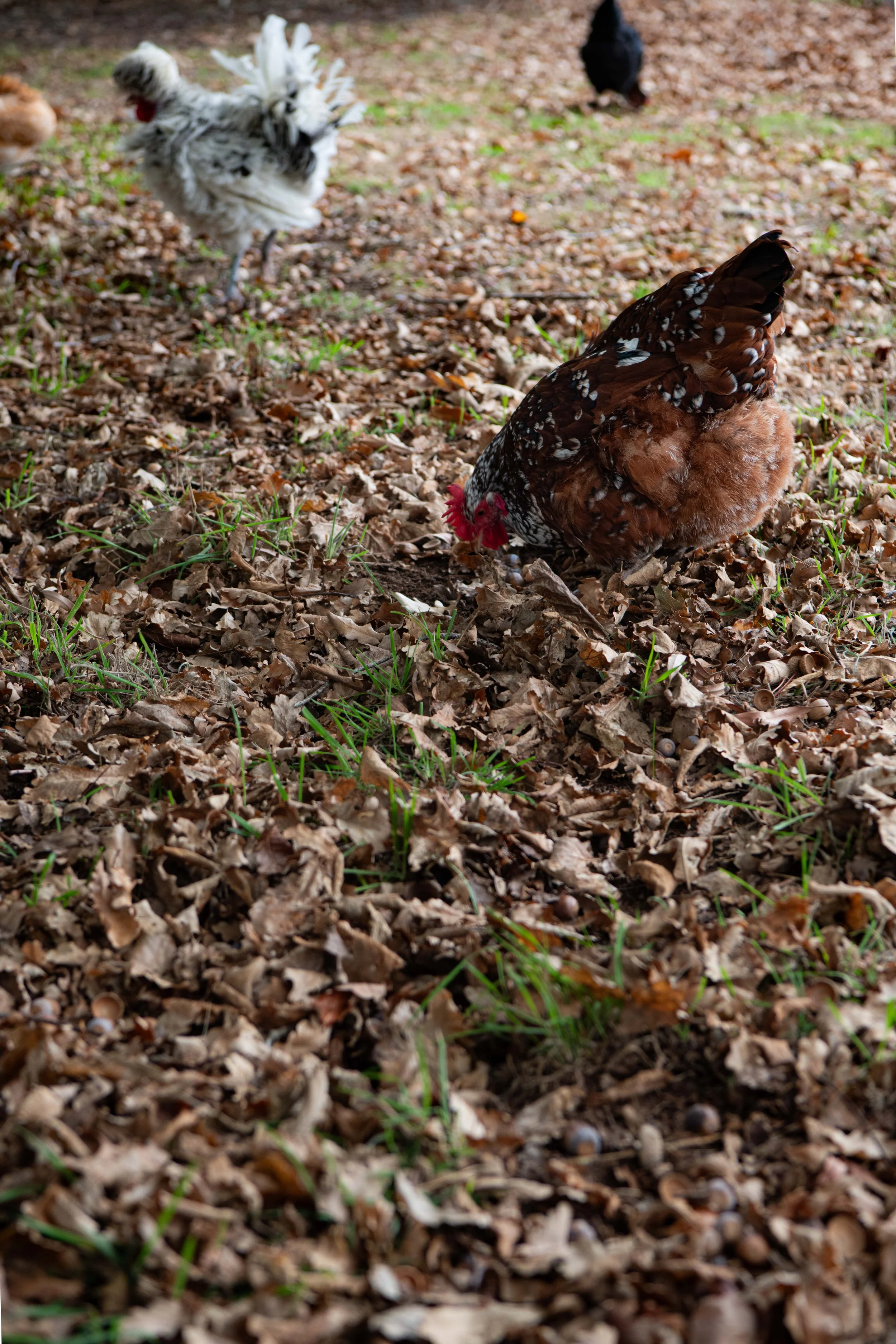 Chickens - DSC_7094.jpg