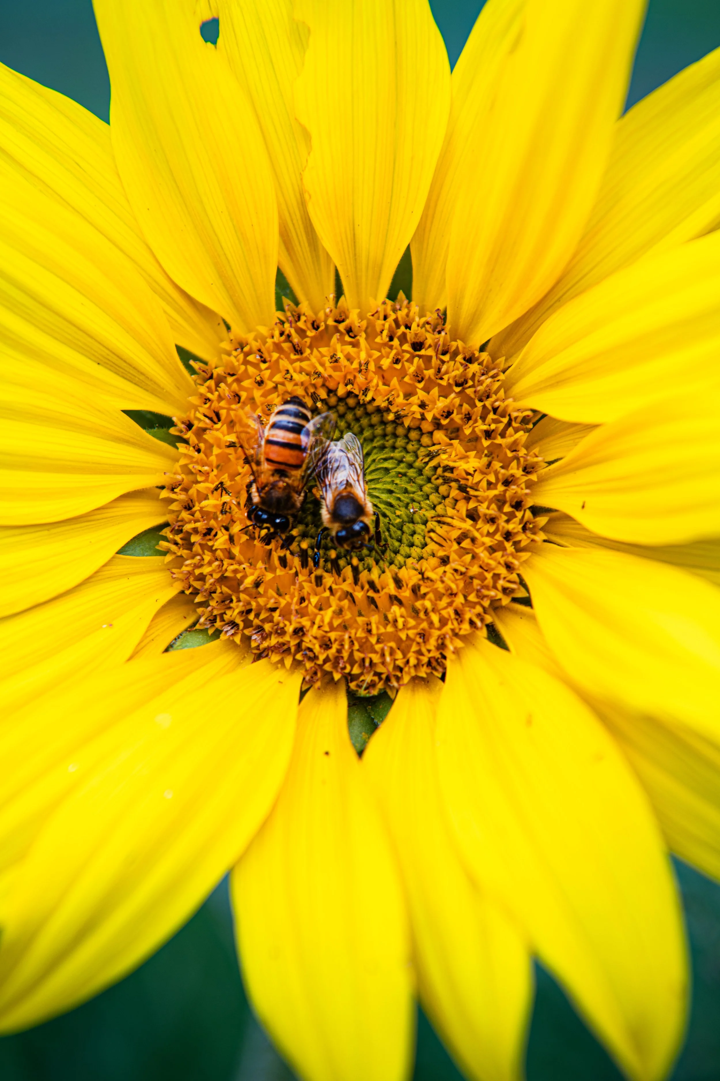 Sunflower - DSC_7041.jpg