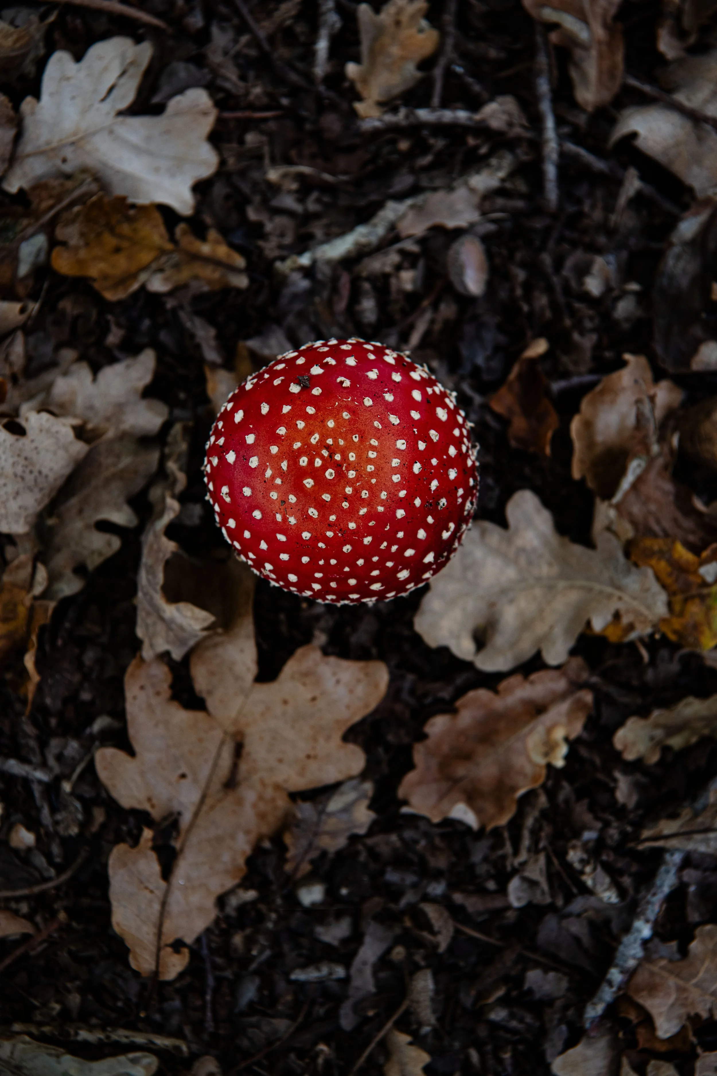 Mushroom - DSC_7103.jpg