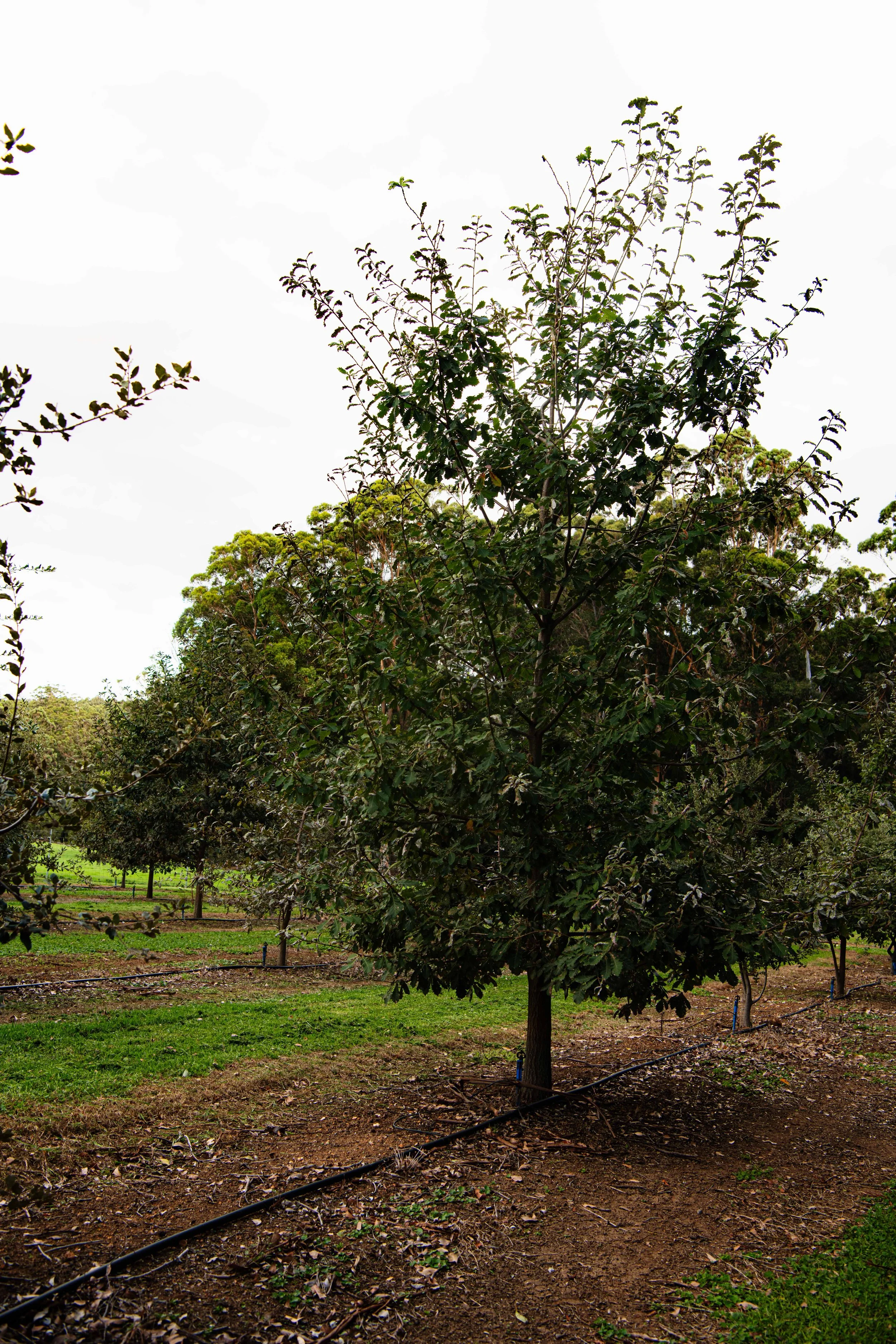 Truffle Trees
