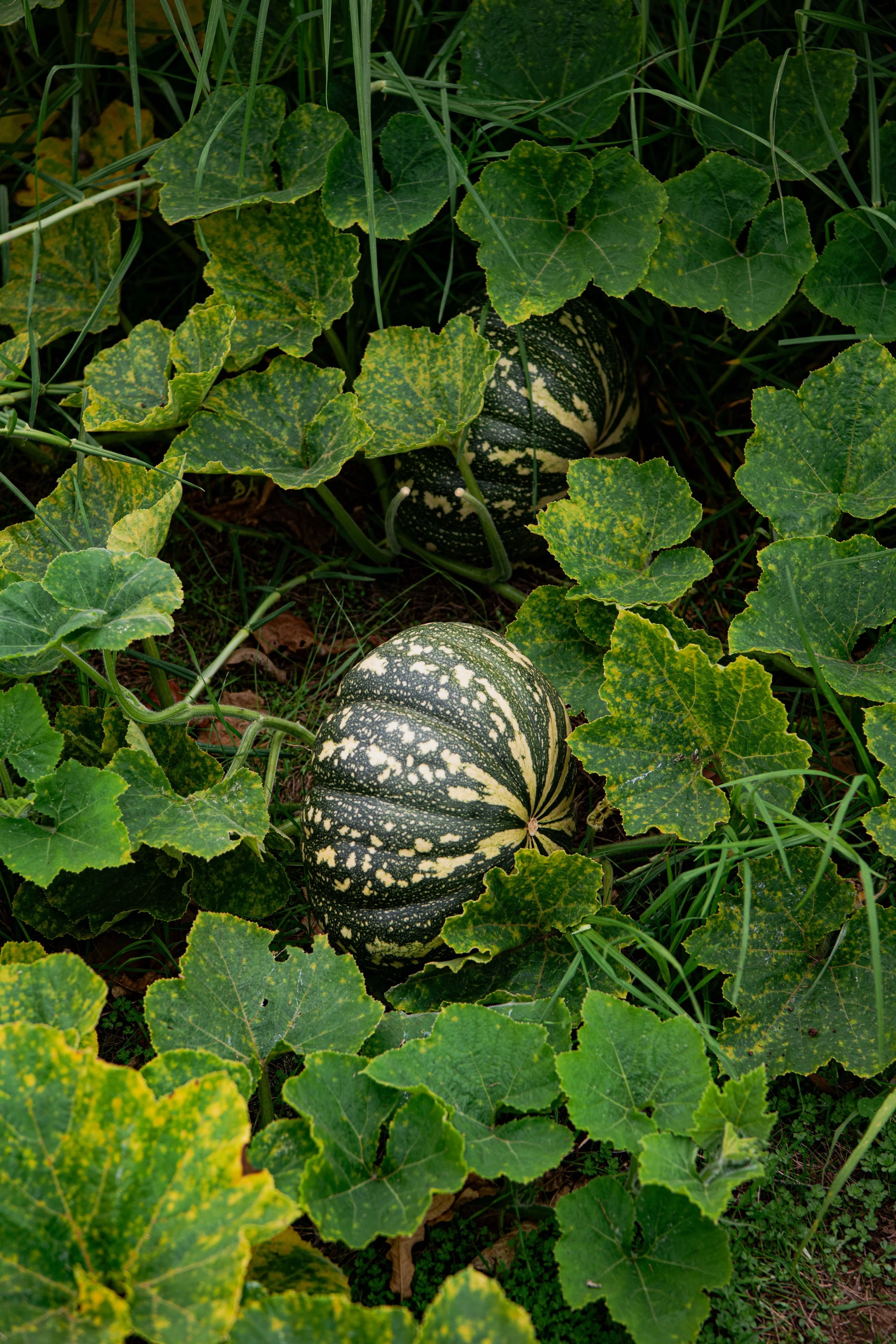 Pumpkin - DSC_7044.jpg