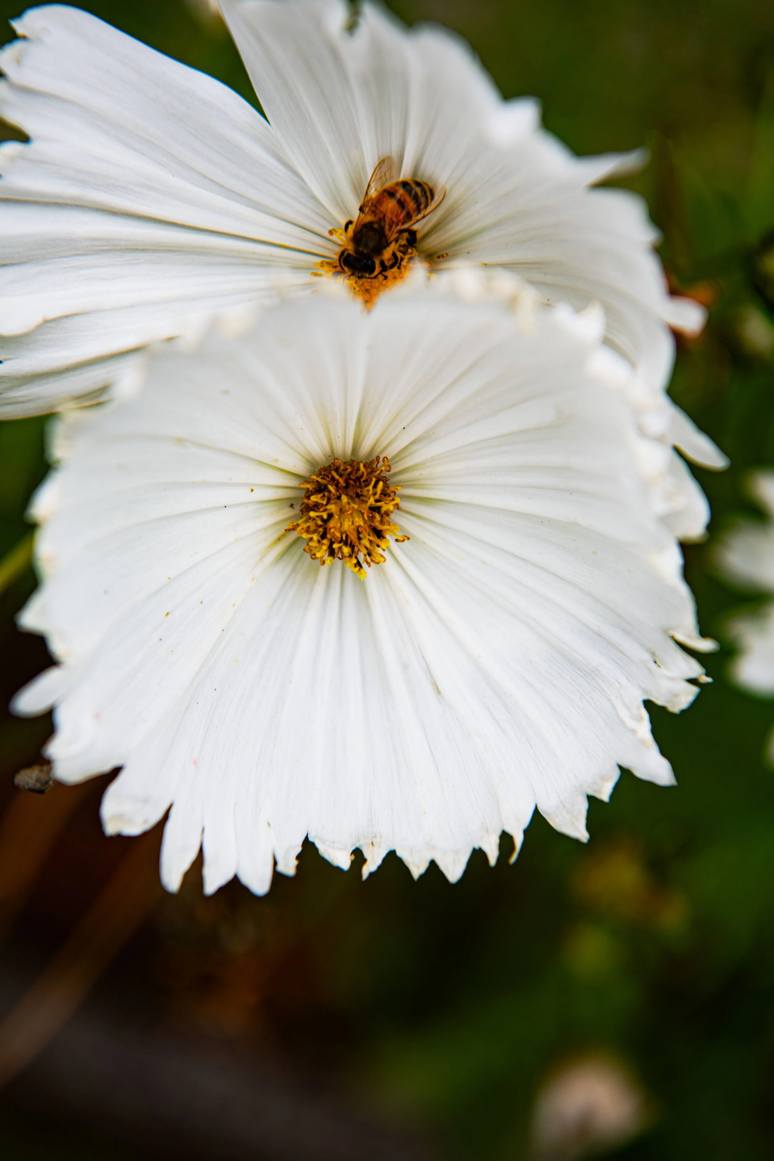 Cosmos Flower - DSC_7123.jpg